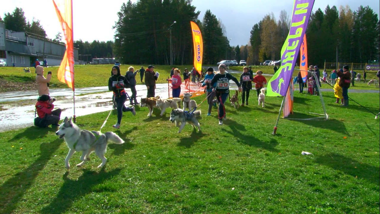 Собака, упряжка и велосипед. Командные соревнования по драйленду прошли в Первоуральске