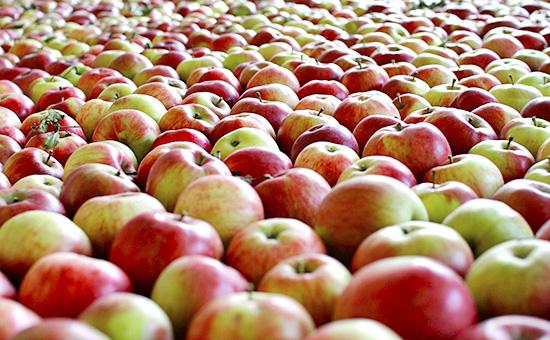 Подорожают детское питание и соки: российские садоводы подняли цены на яблоки в 2,5 раза