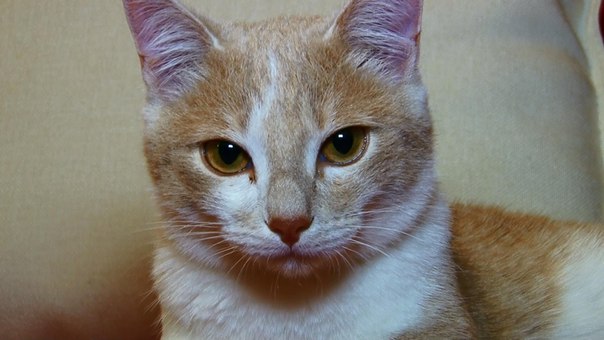 "Котябрь": Василий Алибабаевич и кошка Катя