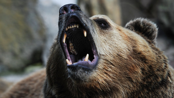 Полиция застрелила медведя, проникшего в торговый центр в Хабаровске