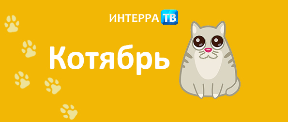 Итоги проекта «Котябрь» и мнение психолога о сезонной смене настроения