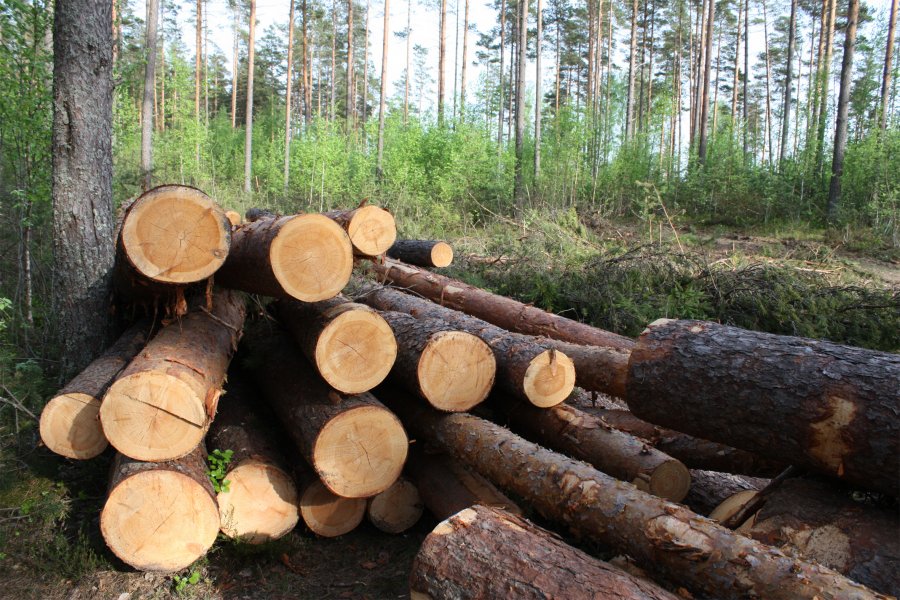 Двое первоуральцев обвиняются в незаконной вырубке леса почти на 10 миллионов рублей
