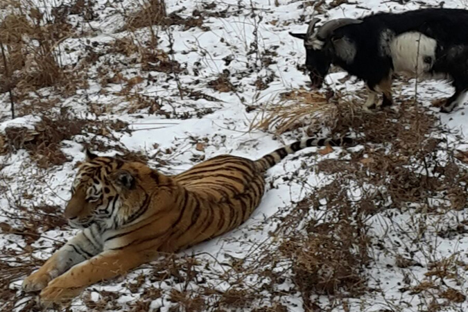 В Приморье тигр Амур защищает козла Тимура от работников зоопарка