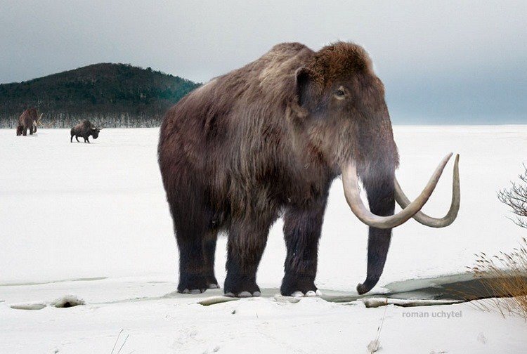 Ученые из Гарварда предложили заселить Сибирь мамонтами