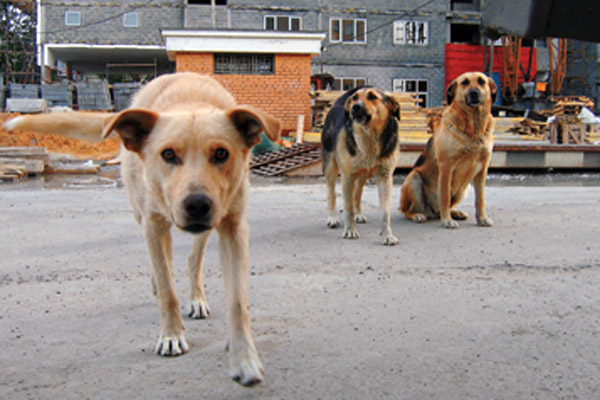 Первоуральские зоозащитники работают с проблемой бездомных собак