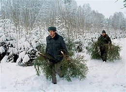 Лесники Свердловской области подвели итоги вырубки новогодних деревьев
