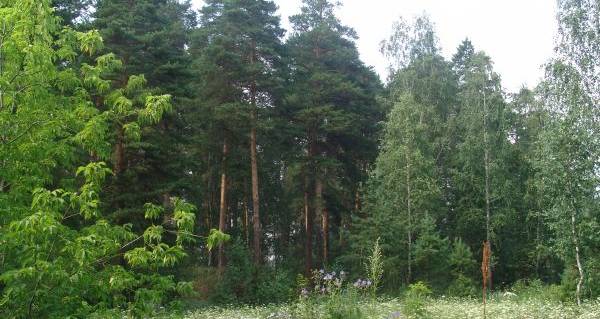 В Свердловской области будет высажено около 13,5 миллиона деревьев
