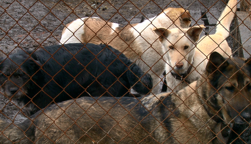 Проблему бездомных собак в Первоуральске будет решать Общество защиты животных