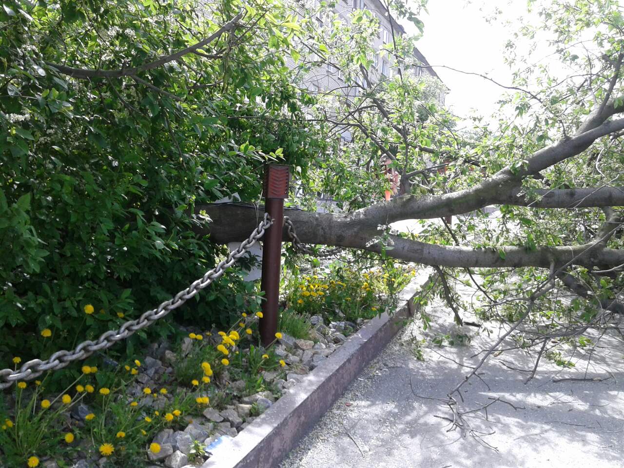 В Первоуральске цветущее дерево упало на женщину и её ребёнка