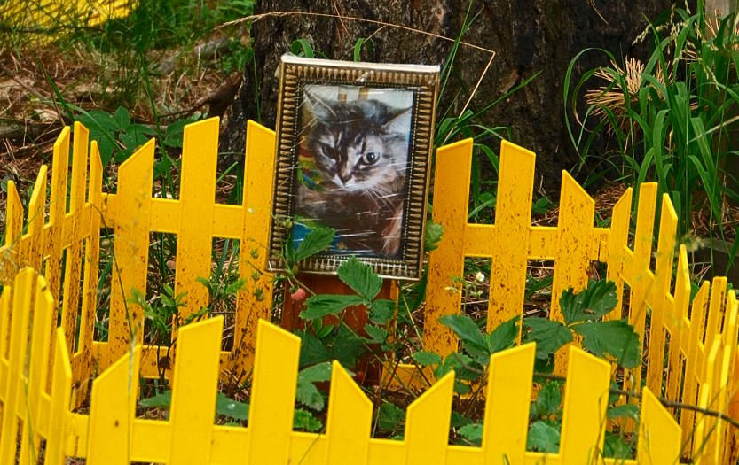 В Первоуральске увеличивается кладбище домашних животных