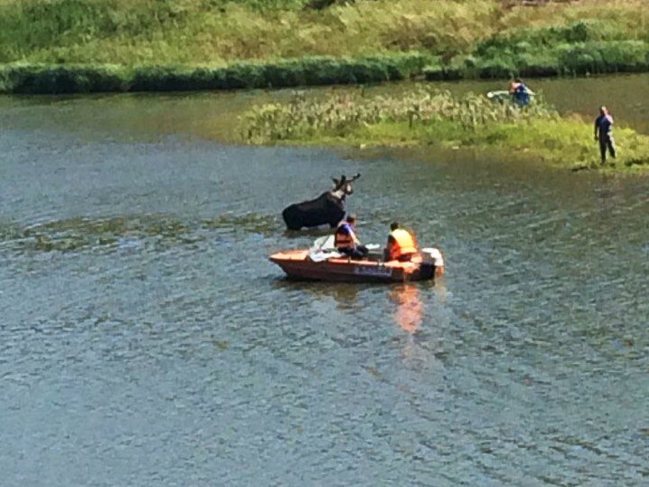 Лося, которого спасатели ловили в озере в Первоуральске, пришлось застрелить