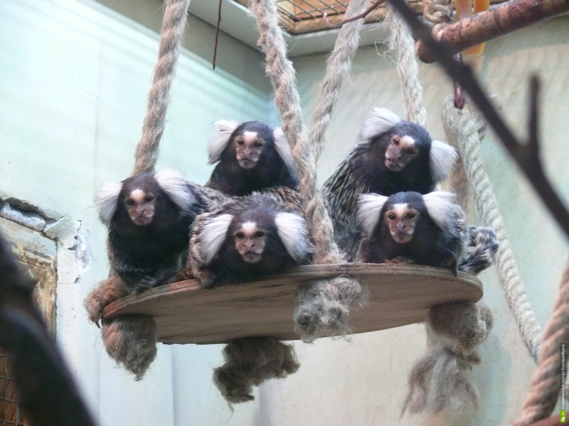 Екатеринбургский зоопарк проводит акцию по сбору игрушек для животных