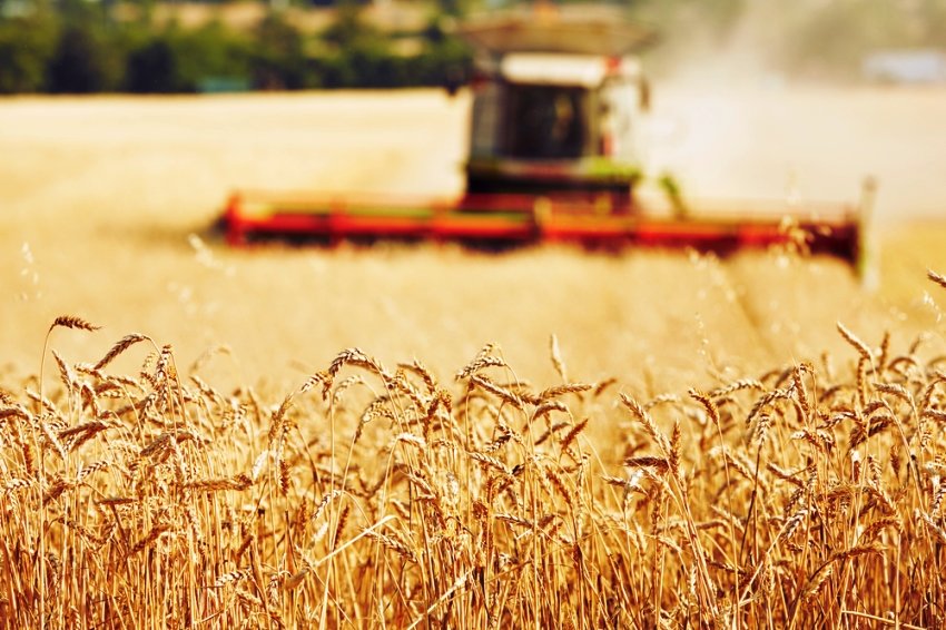 Россия может стать мировым лидером по экспорту пшеницы 