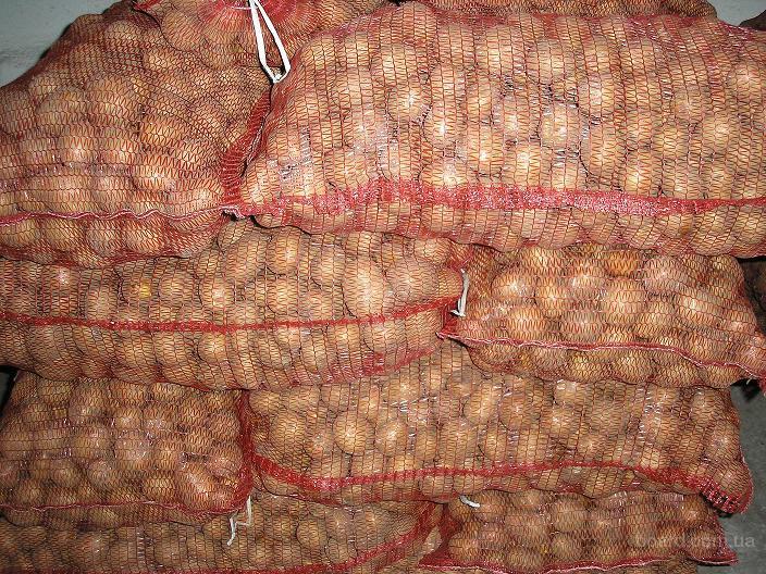 Свердловские садоводы останутся в этом году без урожая картофеля