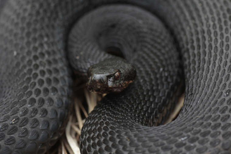 Гигантские змеи напугали сотрудников «Водоканала»