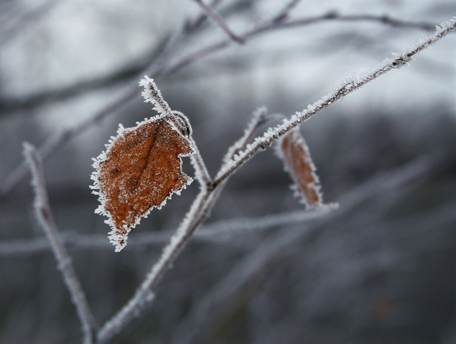 Во второй половине недели в Свердловскую область придут заморозки