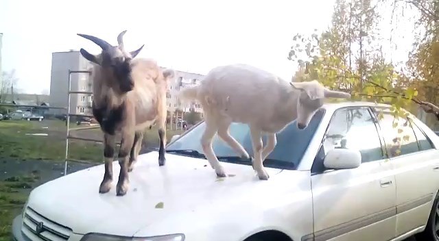 В Первоуральске козы скачут по машинам