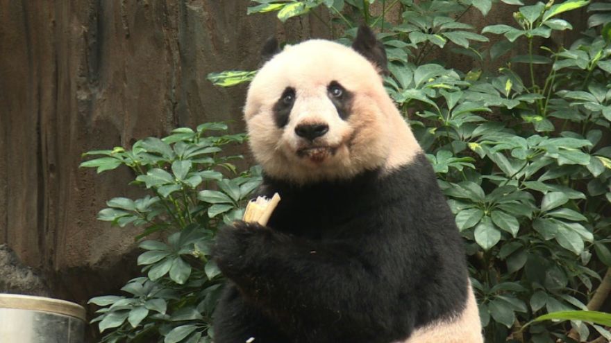 В Гонконге умерла старейшая в мире панда