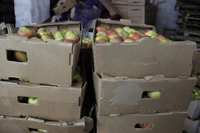 На Урале уничтожили 570 килограммов овощей и фруктов, запрещенных к ввозу в РФ