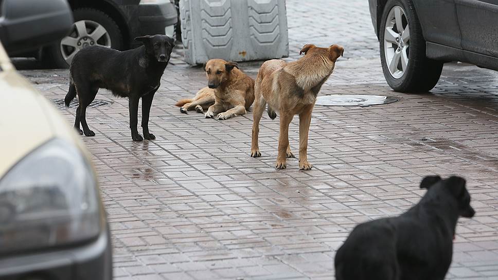 В Госдуме собираются доработать закон об «Ответственном обращении с животными»