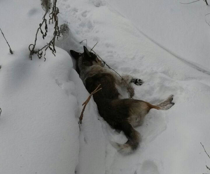 Жители Первоуральска разбираются, кто и за что убил бездомную собаку