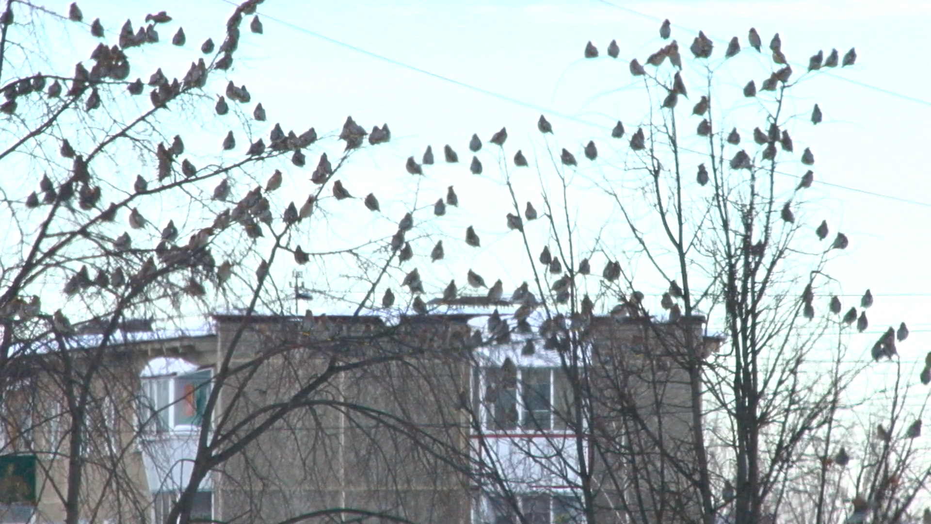 Стаи птиц слетелись на аллею по улице Ватутина