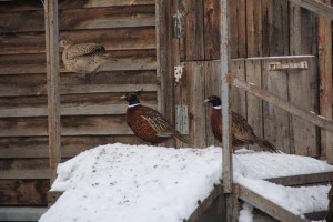 Спасением единственной на Урале фермы по разведению фазанов занялись энергетики