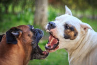 В Госдуме предложили ввести понятие "опасные породы собак"