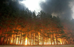 Леса горят