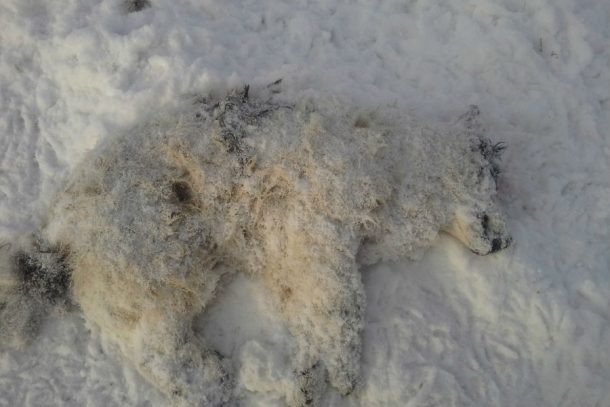 В Первоуральске обнаружили изувеченный труп собаки