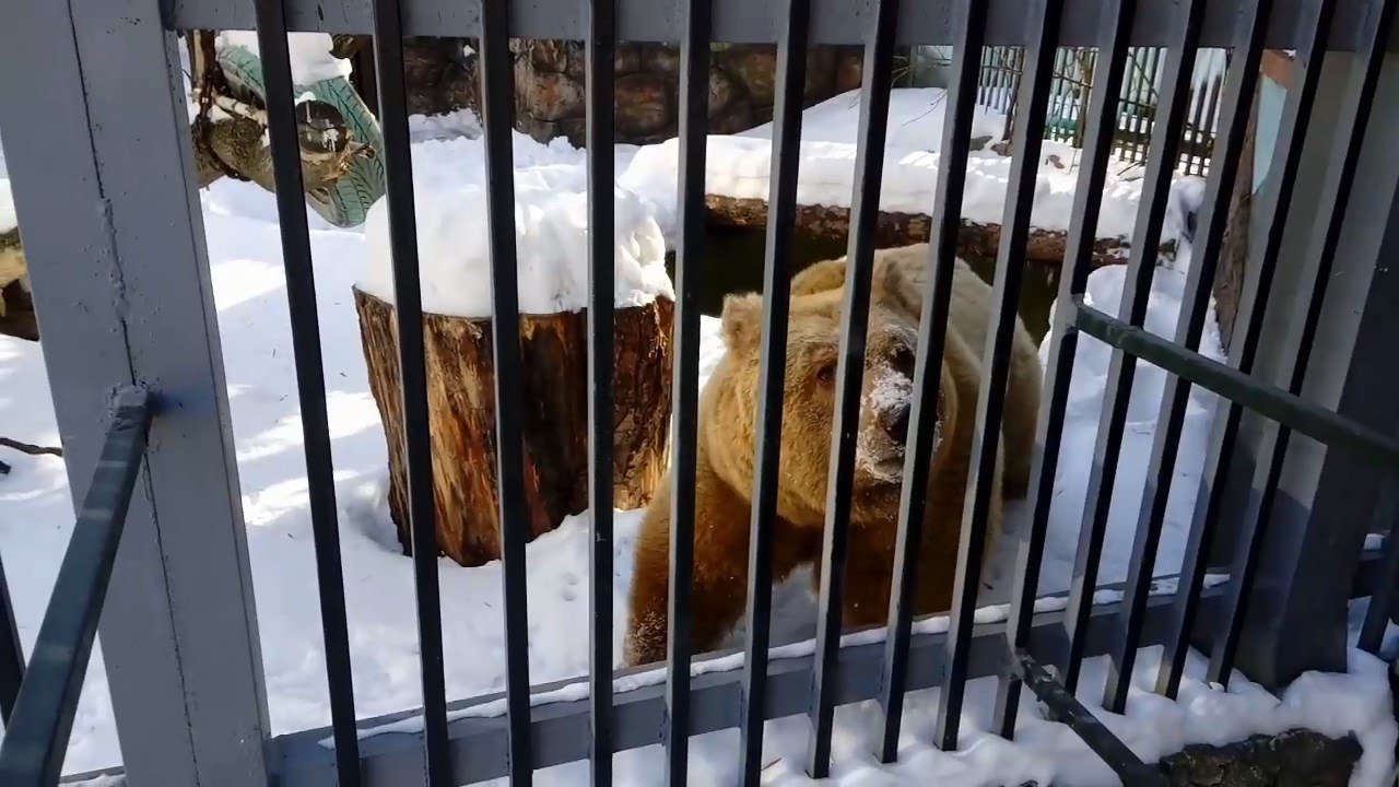 Медведи вышли из зимней спячки