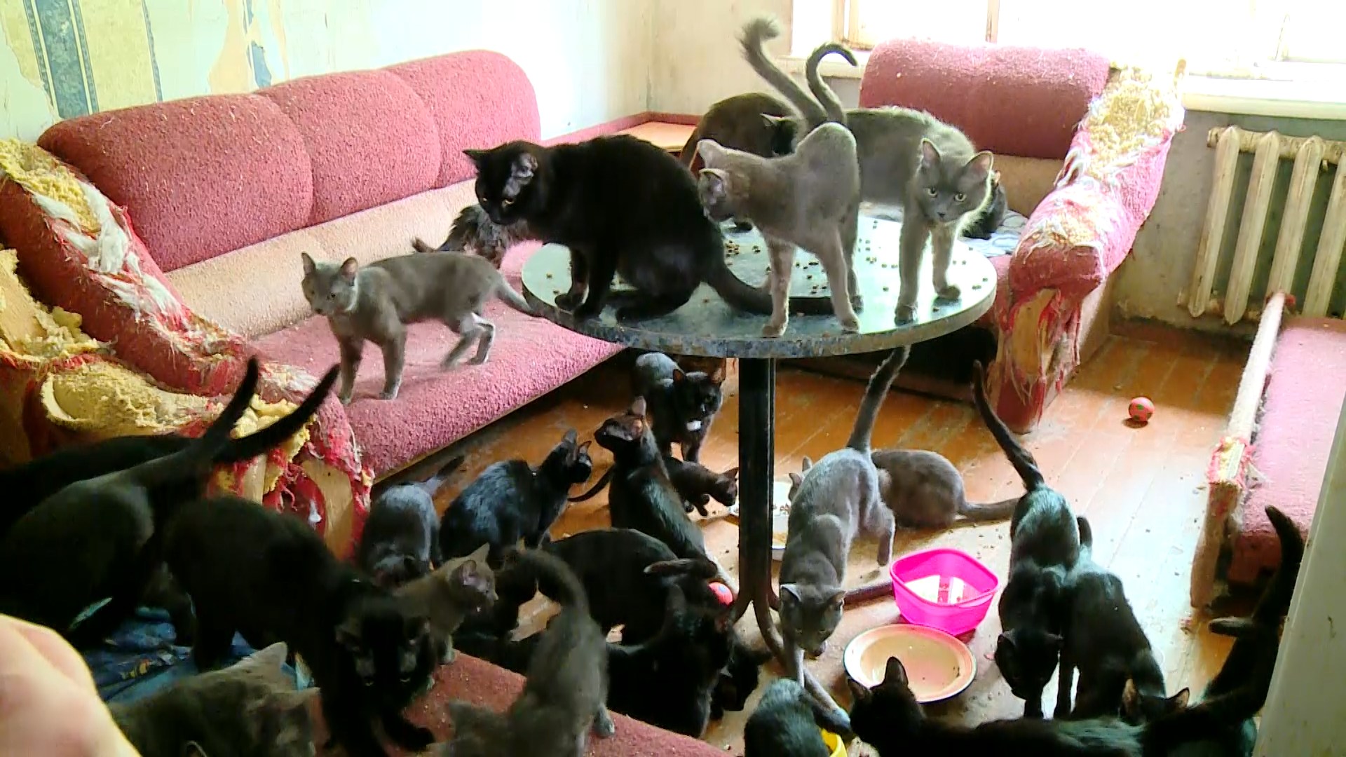 40 кошек остались в квартире без хозяйки