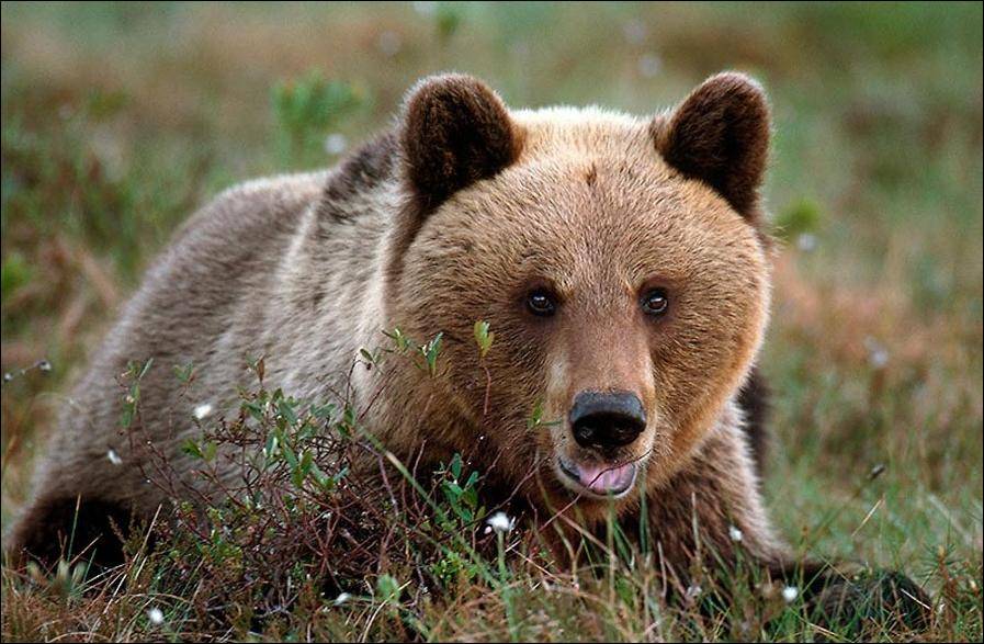 В Свердловской области разрешили отстрелять 11% медведей за год