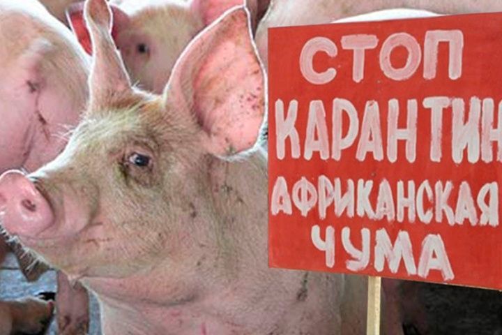 Карантин против африканской чумы свиней