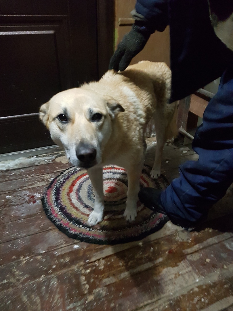 В Вересовке неизвестные зарезали бродячую собаку