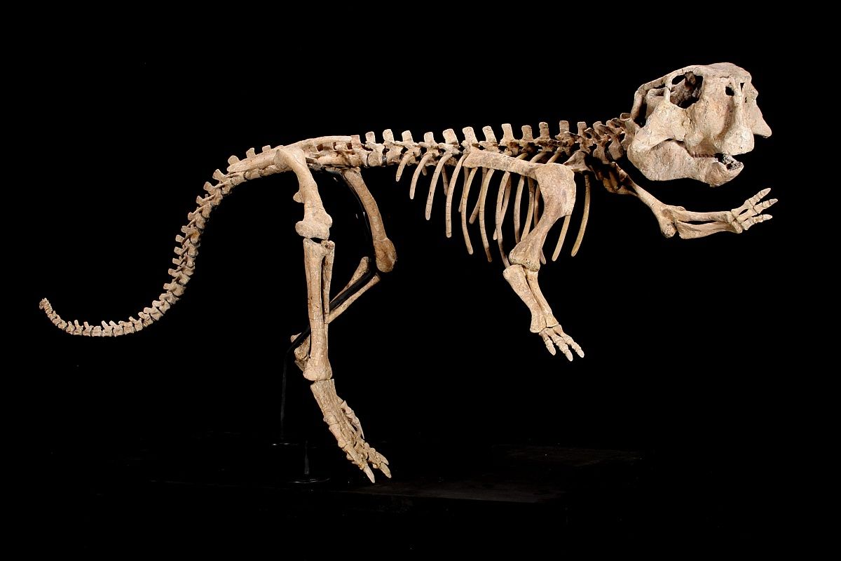 Найдены окаменелости, указывающие на причину вымирания динозавров