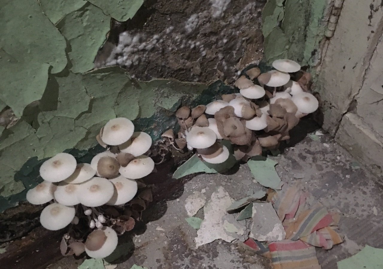 В квартирах выросли грибы