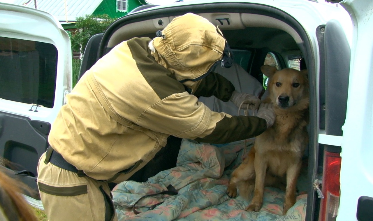 Зоозащитники вышли в рейд по отлову бродячих собак