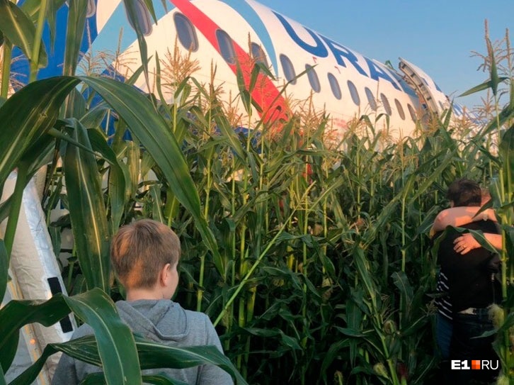 Самолет, севший в кукурузном поле, демонтировали