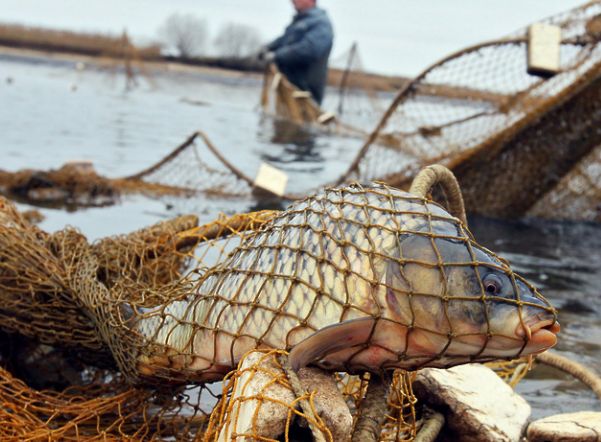 2 уголовных дела за незаконную добычу рыбы