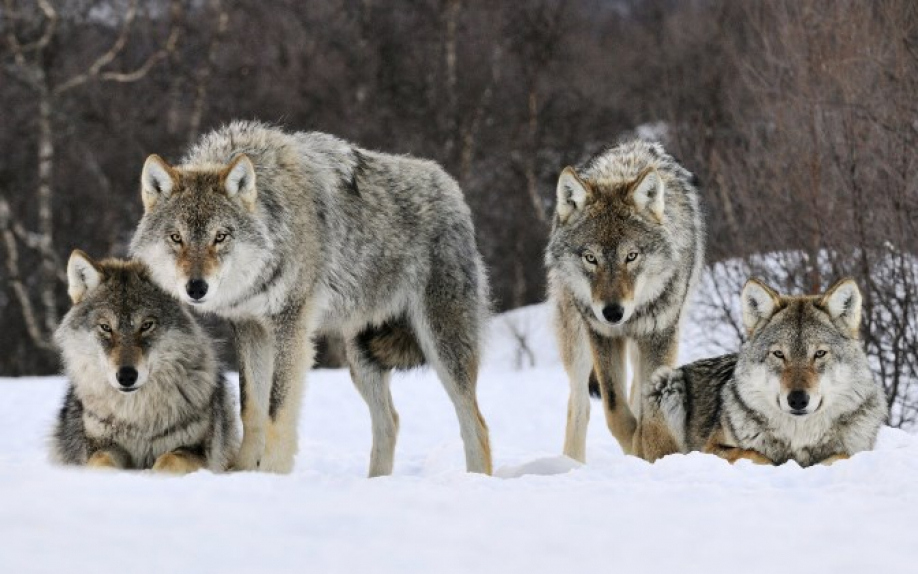 Пугают нашествием волков