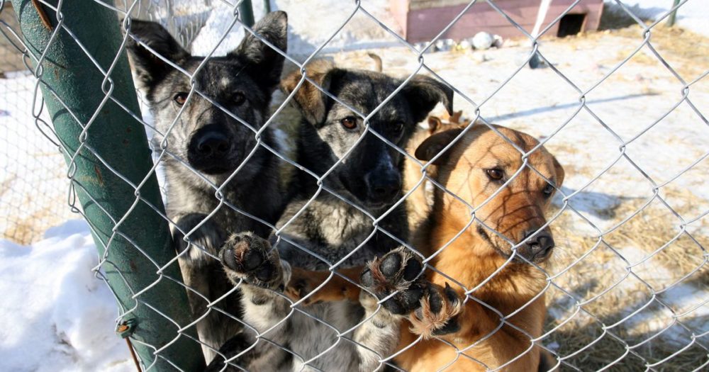 Отловом бездомных собак в Первоуральске будет заниматься местное общество защиты животных