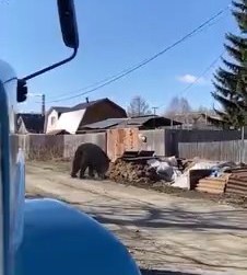 "Медведь на улице!"
