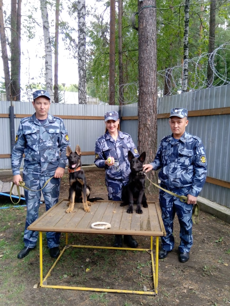 Щенки на службе