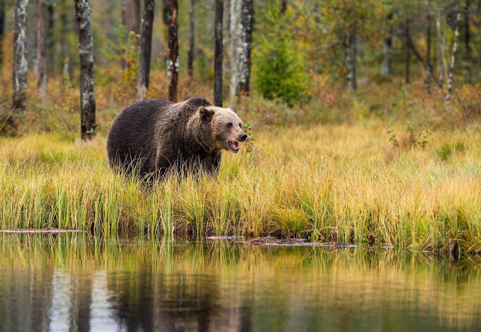 Принято решение об отстреле 26 медведей