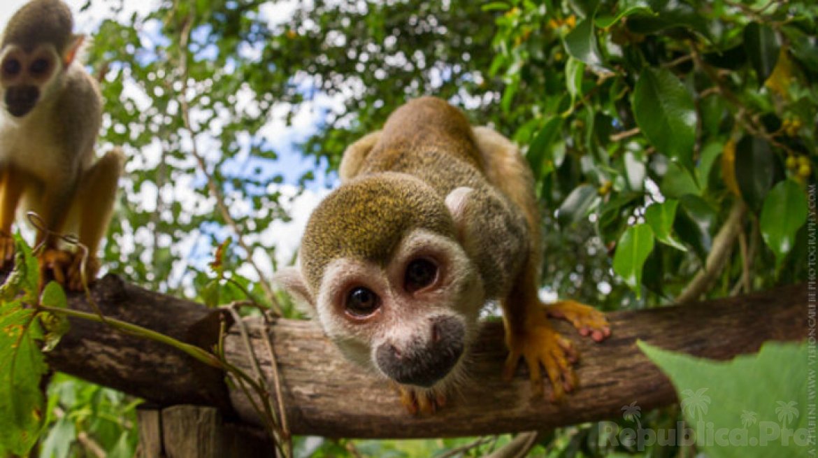 Парк обезьян в Доминикане