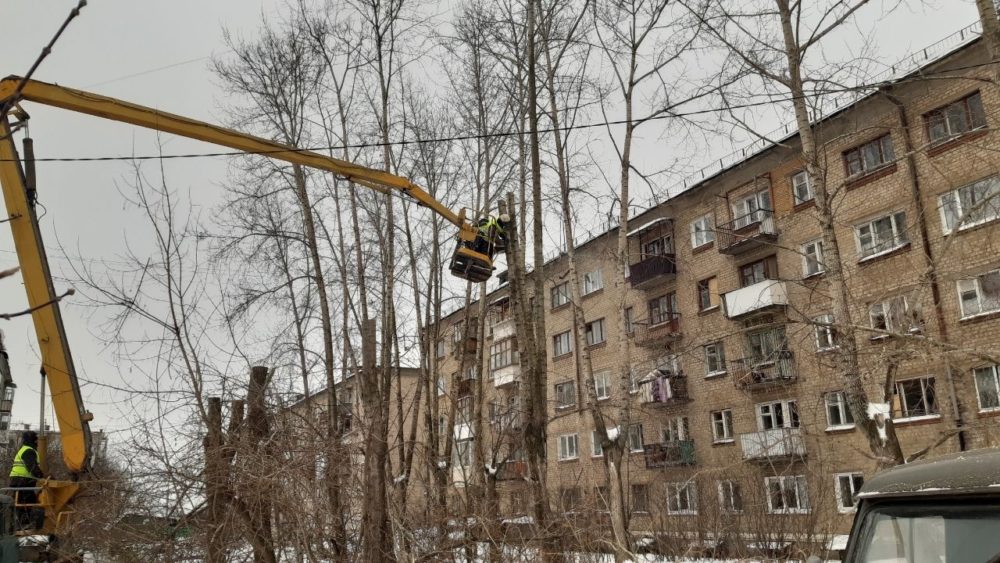 Кронируют 800 деревьев