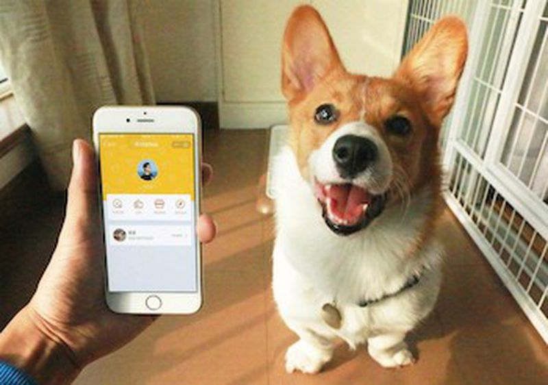 Мобильное приложение для домашних животных