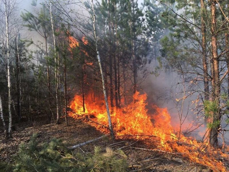 Угрозу распространения огня удалось снять, но лес продолжает тлеть