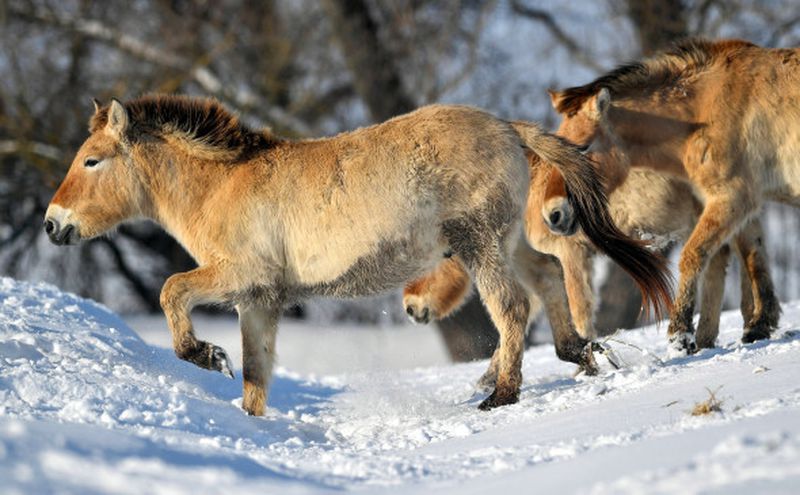 В России 11 видов животных признали вероятно исчезнувшими